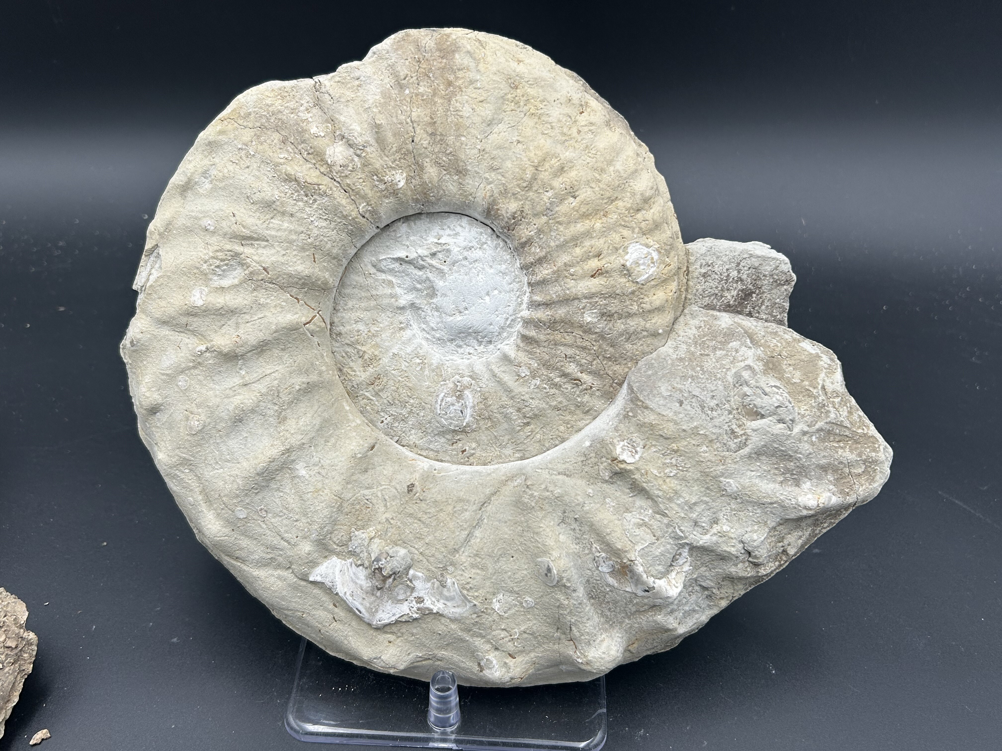 Mortoniceras Ammonites