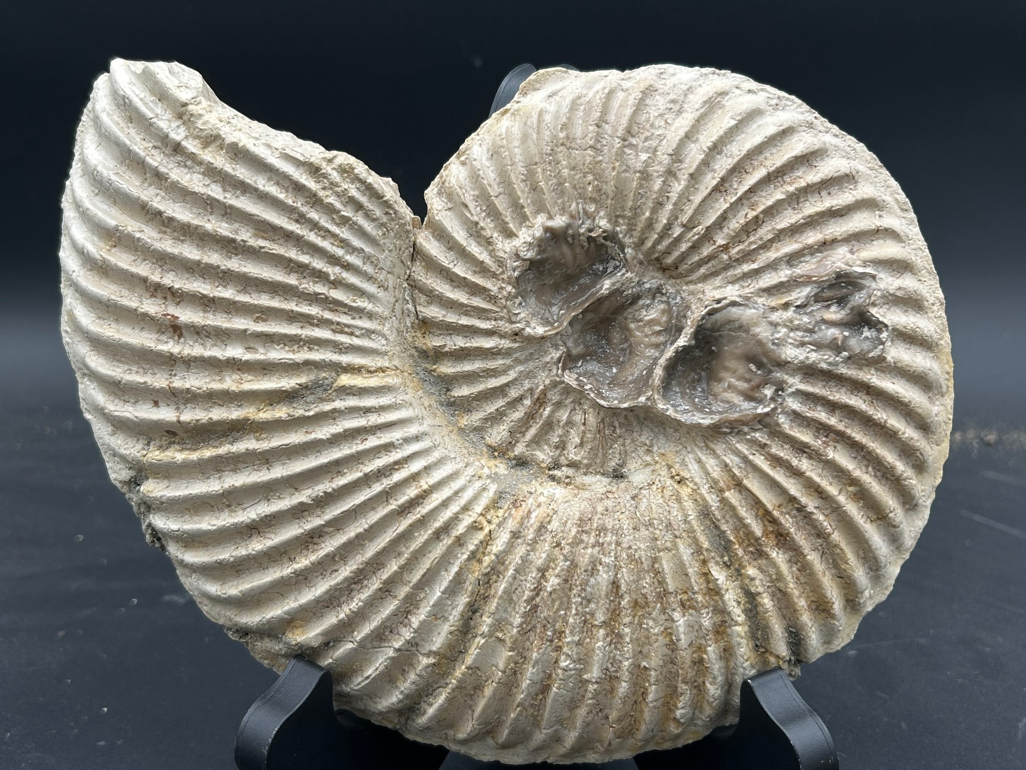 Oxytropidoceras benavidesites 8-19