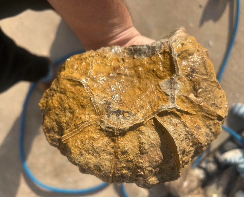 woodbine septarian Feb 2026 360